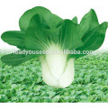 MPK03 Qiula early maturity hybrid pakchoi seeds for planting